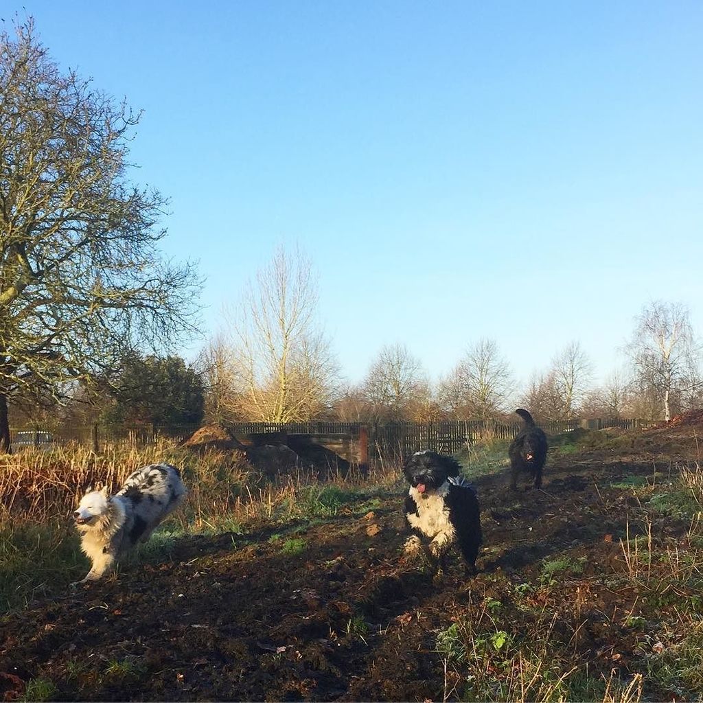 popoochportrait's tweet photo. Starting the year with some energy and enthusiasm ...... #popoochportraits #dog #dogs #dog… https://t.co/lfYv63tEHN https://t.co/eR3PSafUeU