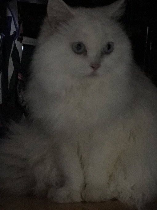 帰ると待っててくれる幸せ❀.(*&acute;◡`*)❀. https://t.co/Nnuf1g6o5f