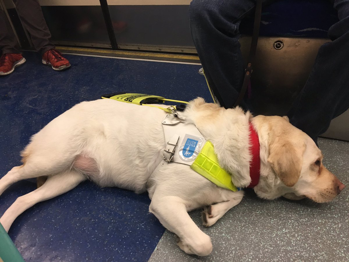 Kika_GuideDog's tweet photo. I've had to work super hard to guide daddy through the not so dog-friendly crowds in @westfieldlondon &amp; now I need a rest! #stratford https://t.co/nd9JBHy6r1