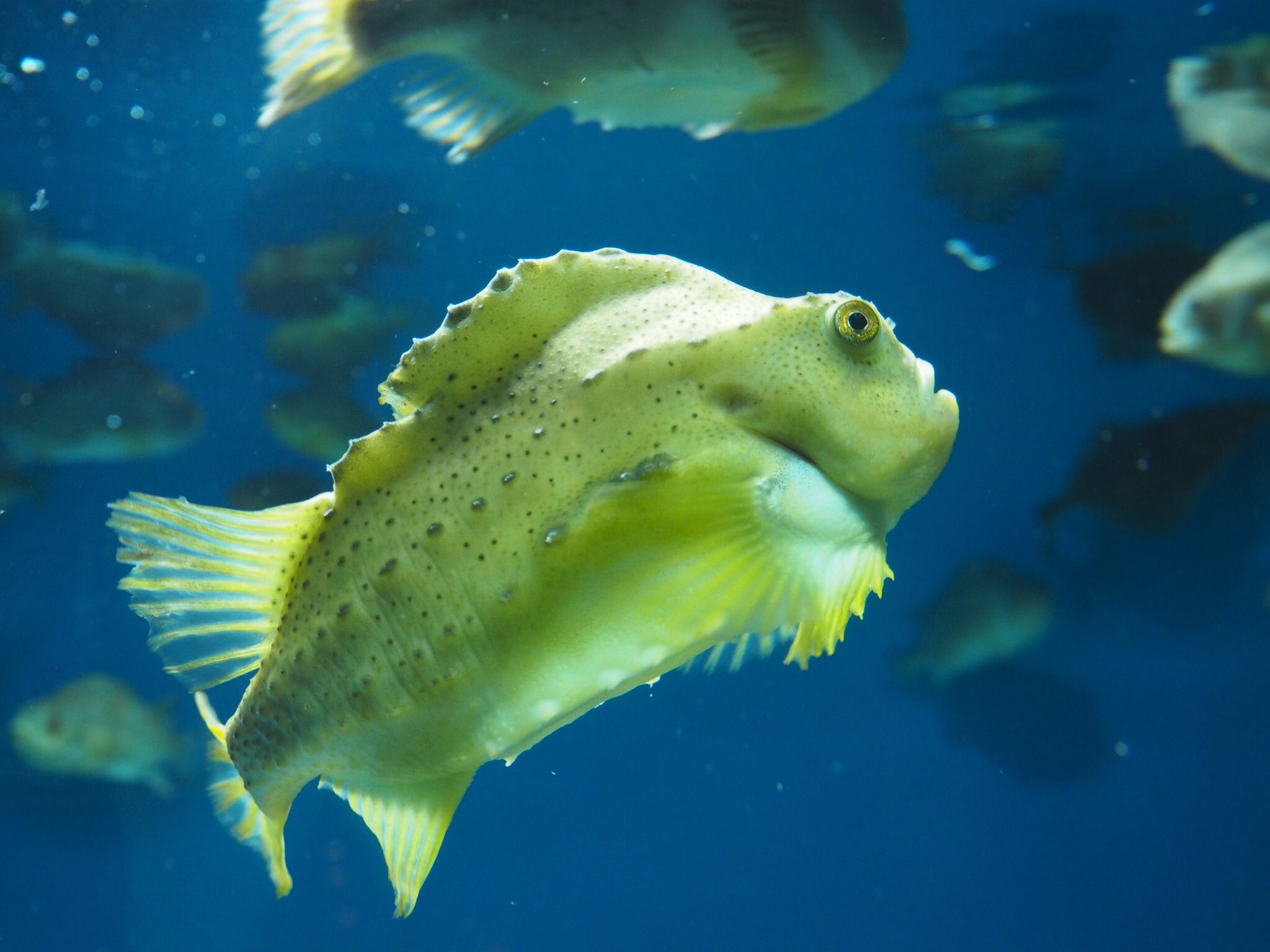 ツク之助 はちゅこっと4 北海水槽のすごくアクティブに動くこの魚はカレイ科のプレイス ランプサッカーと合わせて 独特ながらもアクティブで一際賑やかな水槽です 葛西臨海水族園 T Co 85qrnbyusv Twitter