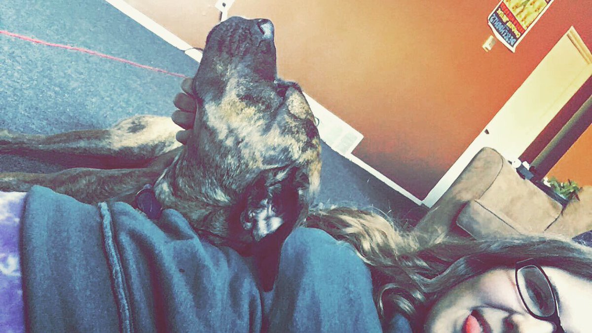 caitlinkerns's tweet photo. home isn't home without this lovely girl 💔 https://t.co/pzlDTA3iSj