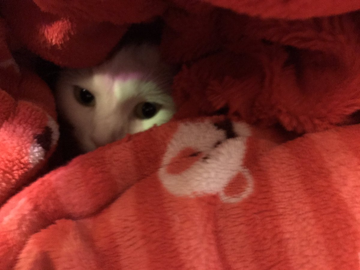 socialpussyrt's tweet photo. I slip into the shadows, my claws prepared, stretched for the hunt; my breathing stills... #HowImDangerous https://t.co/Kauy7JPqEQ