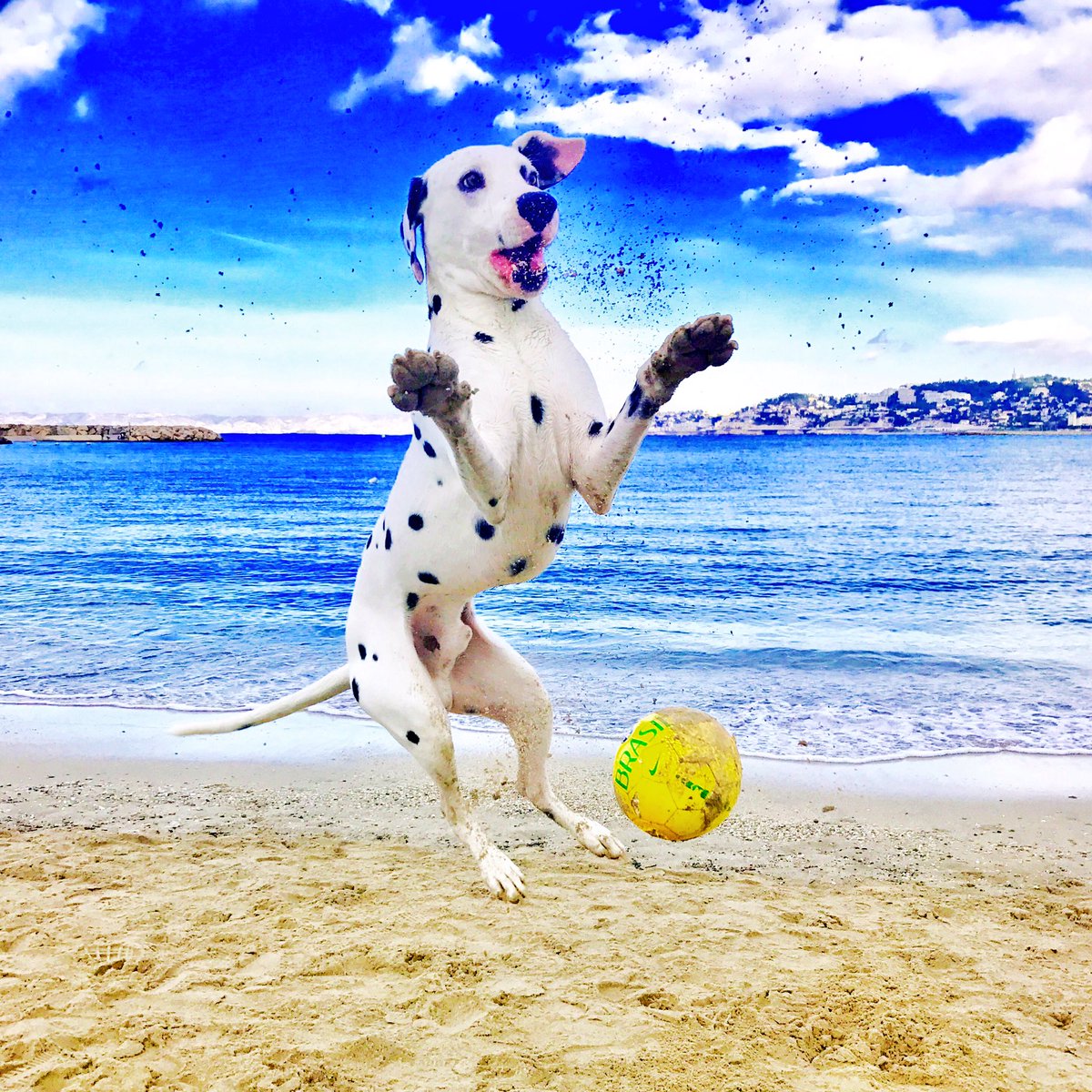 antoine2wilde's tweet image. 1... 2... 3... soleil! 😂
Retour à la maison! 😬🐶☀️
#Marseille #PointeRouge ❤️