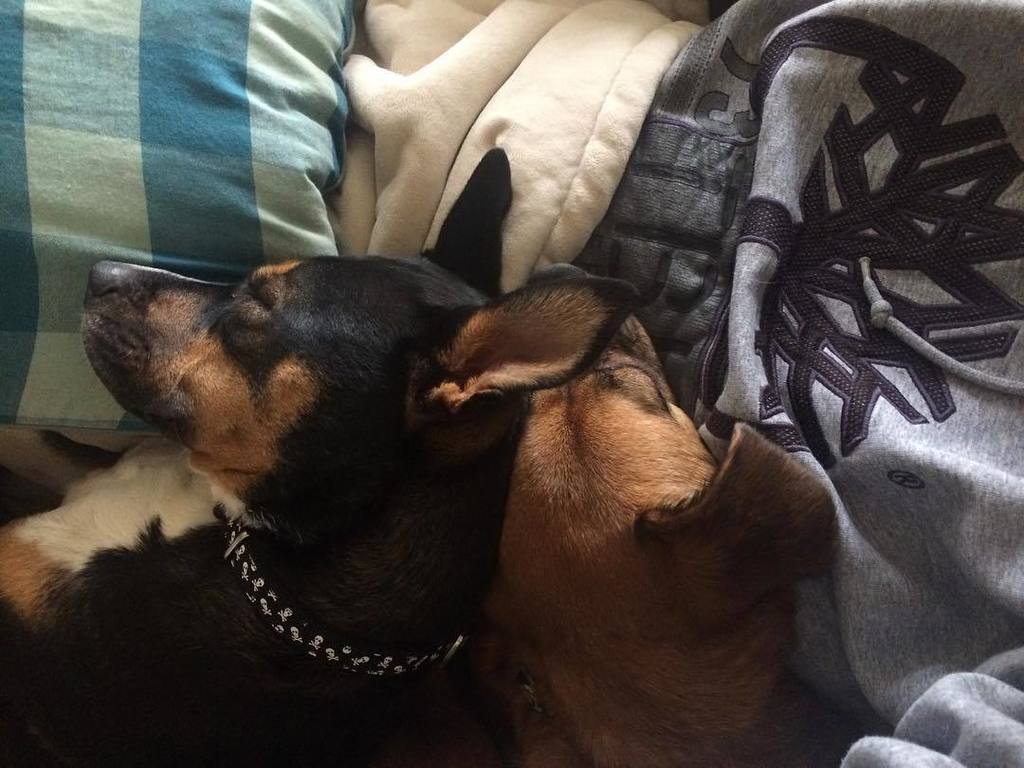 jasminhunter's tweet photo. A day off resting with these two. #dayoff #relax #dogsofinstgram #love #cuddlebuddy https://t.co/I2GUedJwQd