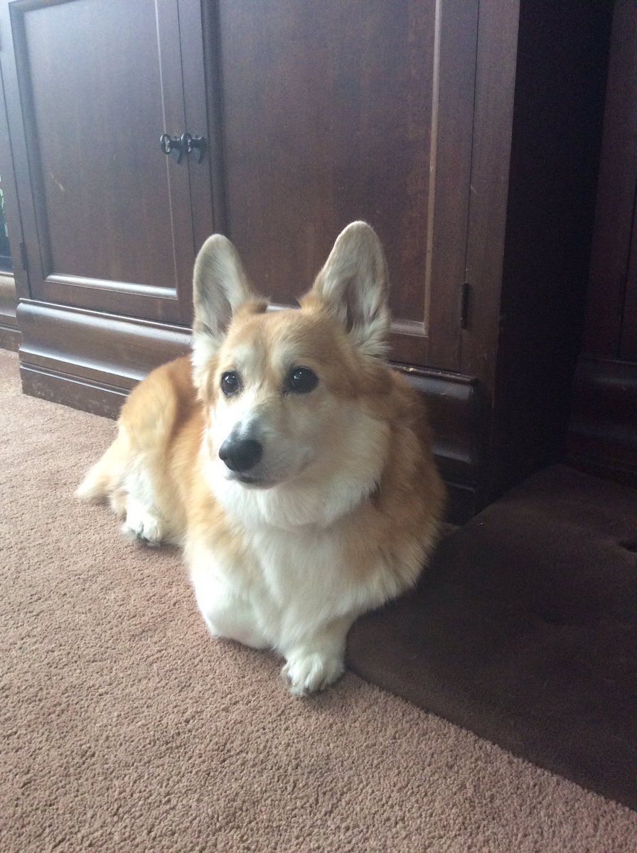 eddiethedog1's tweet image. New Years Resolutions: Relax more, eat more, bark more.