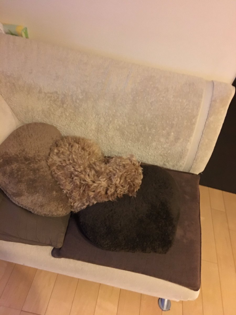 t_seira15's tweet photo. アハ体験！！
我が家のクッション犬🐶
同化し過ぎてパシャり笑 https://t.co/YCLUr2Jwlt
