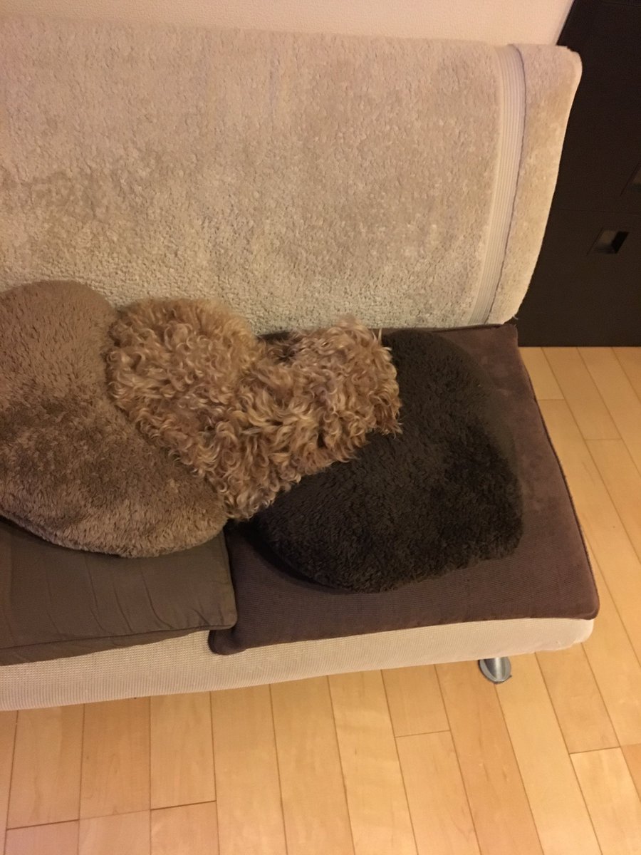 t_seira15's tweet photo. アハ体験！！
我が家のクッション犬🐶
同化し過ぎてパシャり笑 https://t.co/YCLUr2Jwlt