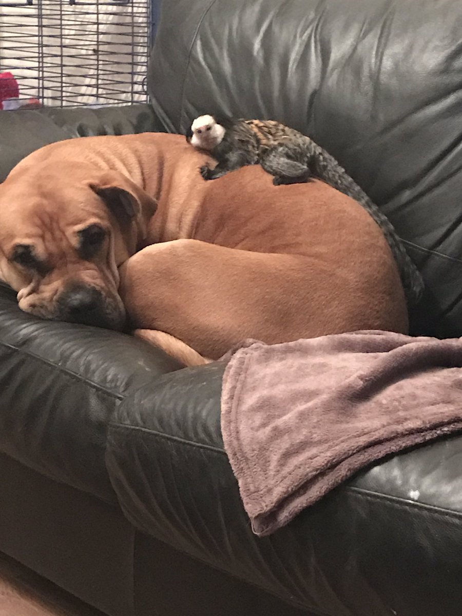 Afternoon cuddles for my gentle giant and little cheeky monkey