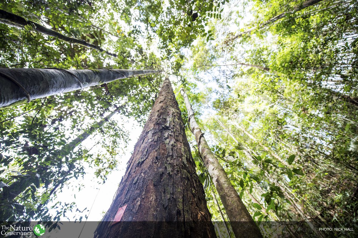 The Nature Conservancy tweet media