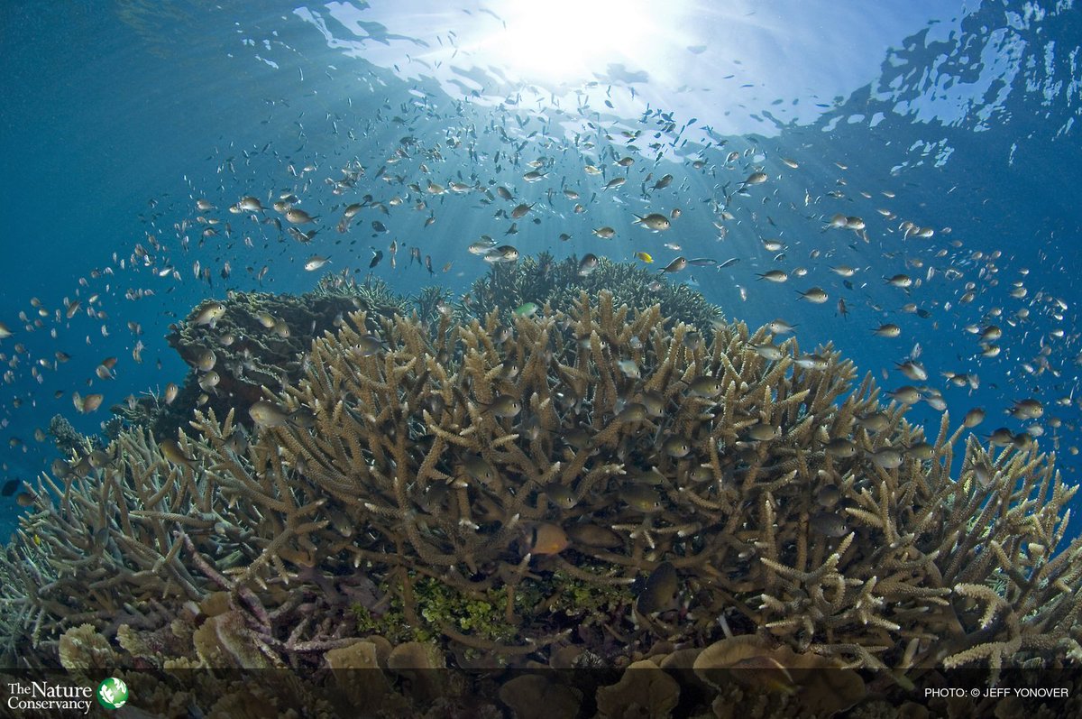 The Nature Conservancy tweet media