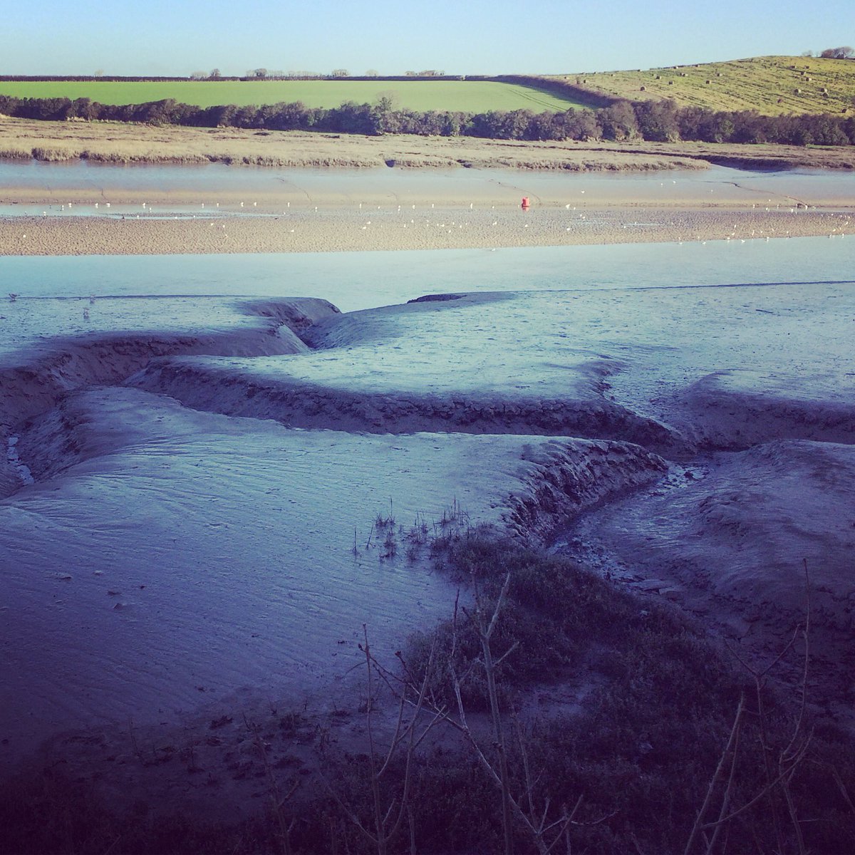 Winter walk along the trail today #camelestuary #cameltrail #wadebridge #padstow #winterwalk #landscapephotography #walkswithethel 🐾