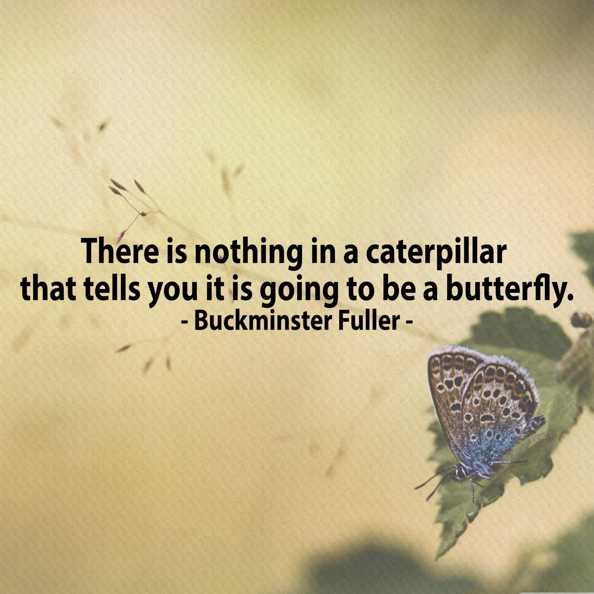 There is nothing in a caterpillar that tells you it's going to be a butterfly.