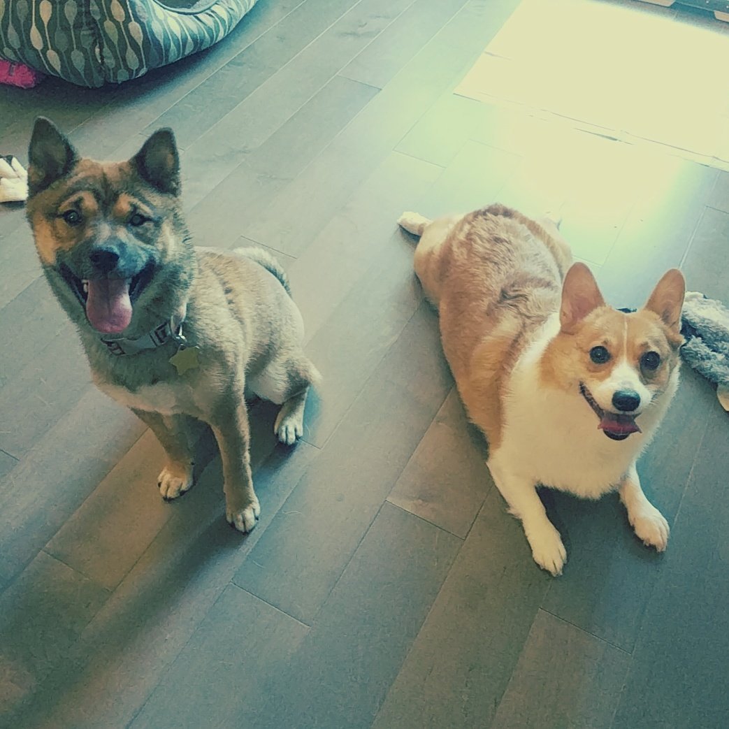 leelathecorgi's tweet photo. Best Friends! #corgis #강아지 #corgilife #corgiaddict  #leelathecorgi  #corgstagram #멍스타그램 #welshcorgi #pembrokewelshcorgi #puppy #puppies https://t.co/M9h1lzF6EF