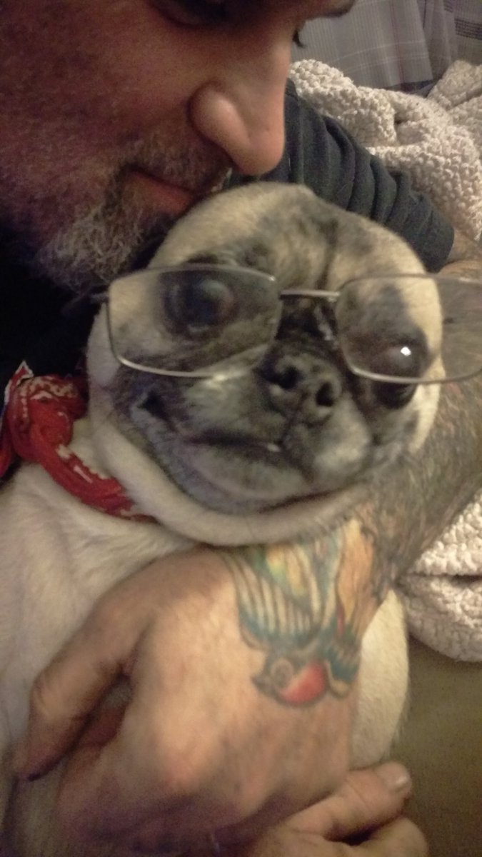clranney's tweet photo. I'm trying to read here........ #puglife #dadsfav https://t.co/qtiG1OhEzU