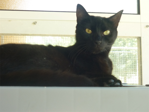 Adoptez_Moi's tweet photo. [09] Hey ! Je suis Tac ! Je suis un chat de type europeen.
Plus d'infos : https://t.co/2vZcc2jTuE https://t.co/i92ySZQWJZ