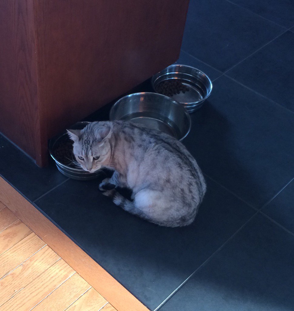 RadleyTatton's tweet photo. "So I'm eating dog food, wanna make something of it?" https://t.co/s05JxvqnD2