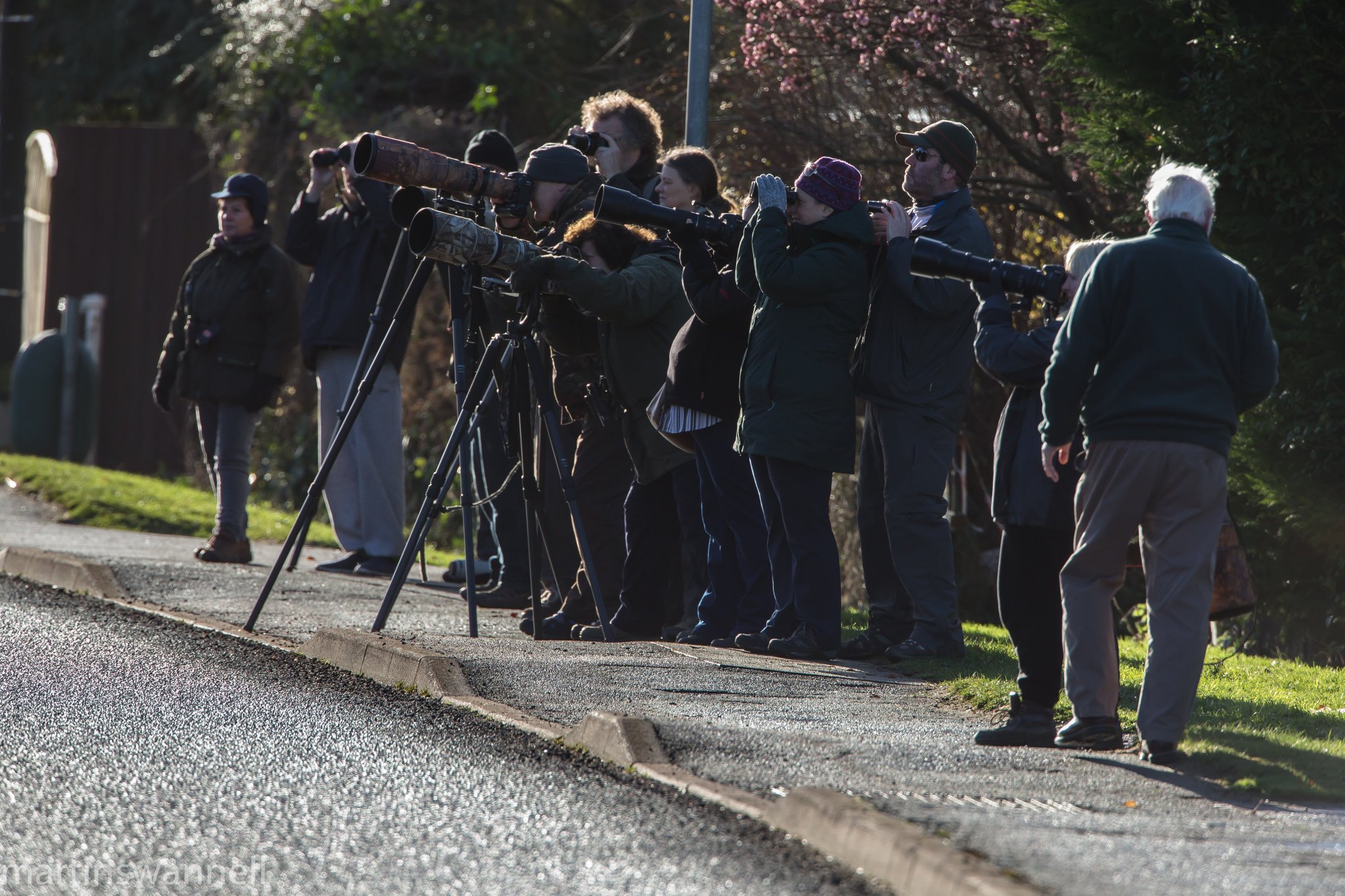 Watching the Waxwings in Roade