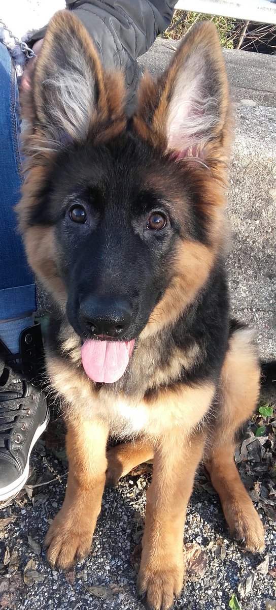 Papouyes a Rex de Bella!😊🐶❤🐶

Belle et douce soirée au chaud ma douce!

😪Gros bisous mon Amie!😚

🌲🐕💖<a href="/valerie_rg/">ValerieGR</a> 💖🐕🌲