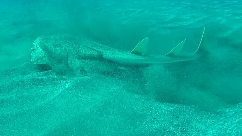 TWBusaBoy's tweet photo. Alla fine, dopo tante immersioni, anche lui è uscito allo scoperto!
#shark #angelshark #scubadiving #tenerife #BlueExplorers #DiveCircle https://t.co/dLM4bCEQWL