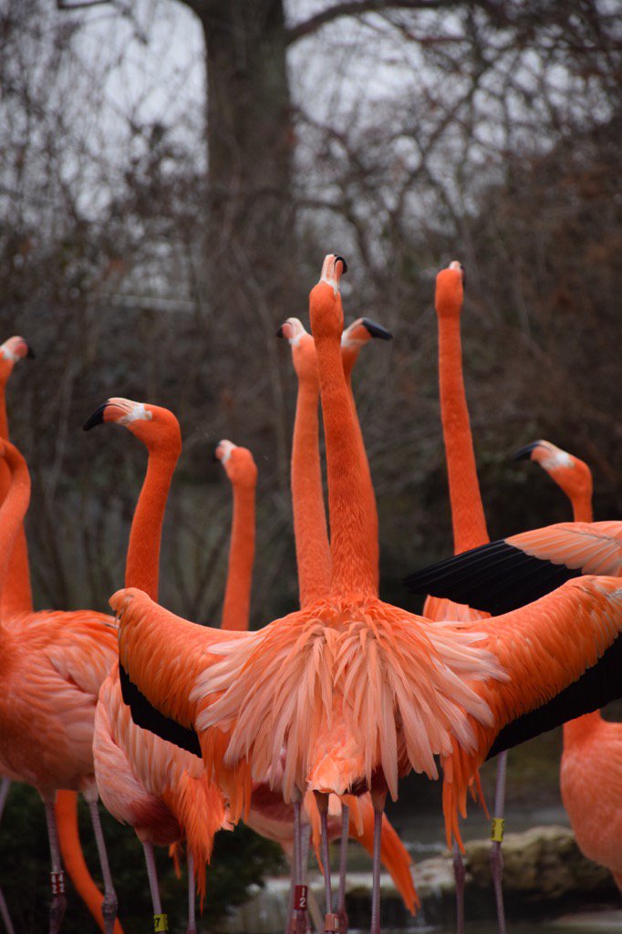  flamingos signing happy 70th birthday to jungle jack Hanna pix by mallory Rae ! 