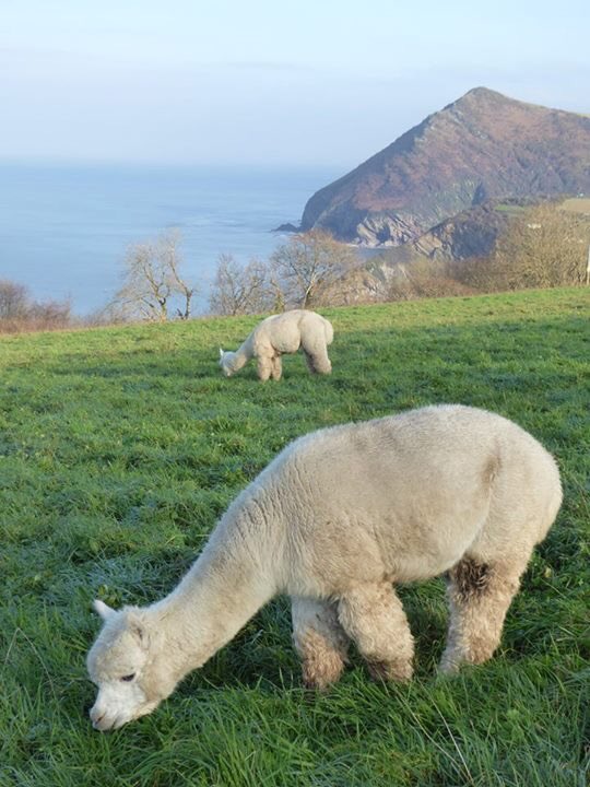 AndesAlpacas's tweet image. Another beautiful day #alpacas #devon #combemartin #swcoastpath #exmoor #trekking