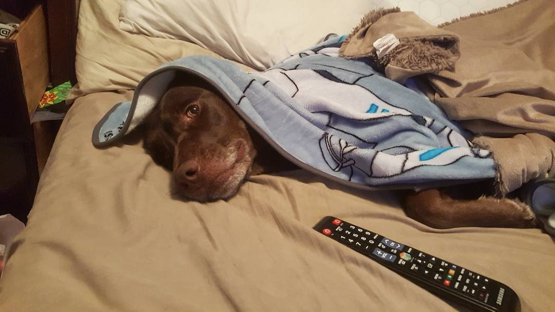 LootPets's tweet image. Rux doesn't want to move from underneath the Rick and Morty blanket! #lootpets loot.cr/lootpets 

(IG: simplyjustashley)