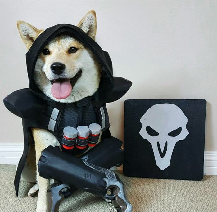 "Woof ! Woof ! Woof !!!"

Domingo !
Reaper's dog
Always nice !
Love everyone !

#OverwatchRP 
#OpenRP
#OWRP
