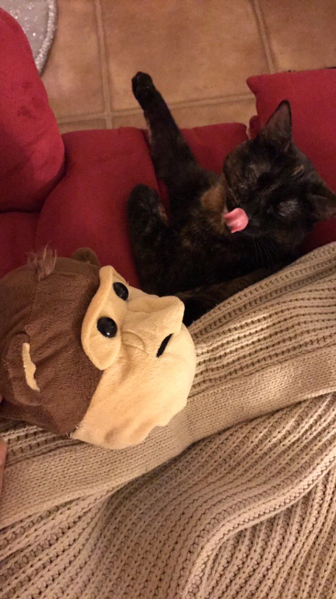 ridameister's tweet image. Here's your monthly update on Monkey #December2016