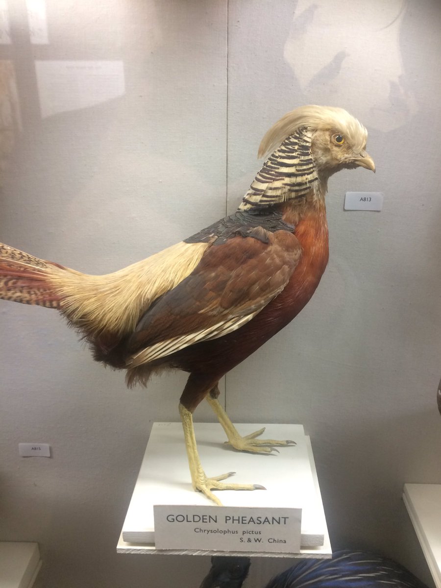 Conorpope's tweet image. Did Donald Trump evolve from a bird? We must be told