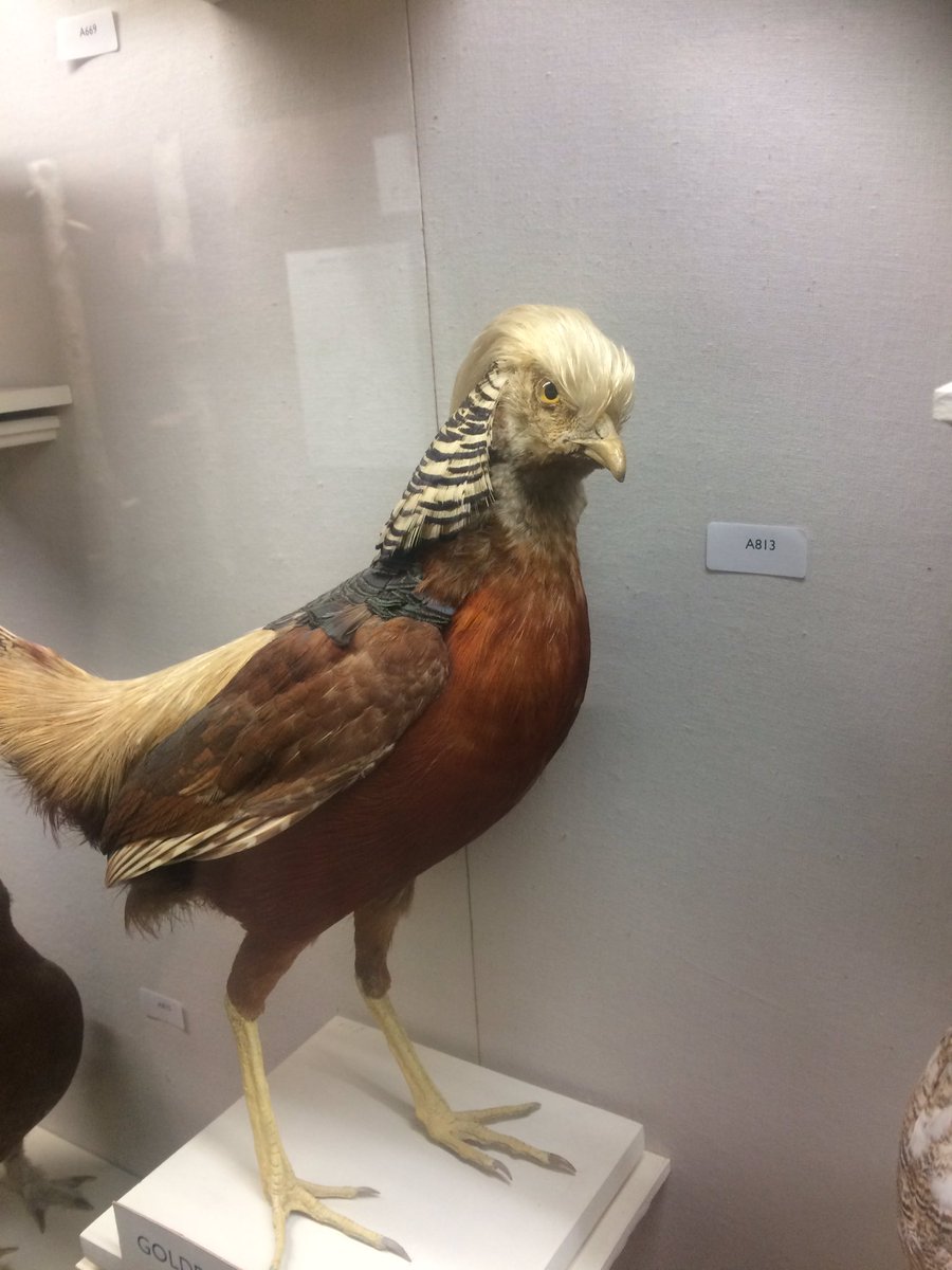 Conorpope's tweet image. Did Donald Trump evolve from a bird? We must be told