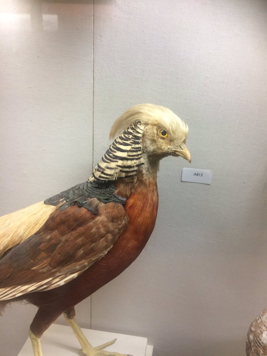 Conorpope's tweet image. Did Donald Trump evolve from a bird? We must be told