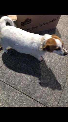 İstanbul Beykoz meydanda Münüp Büfe'de bağlı ve tasmalı köpek bulunmuştur.