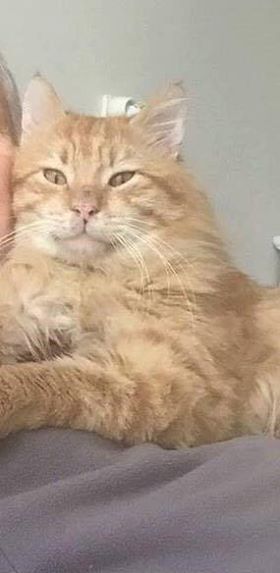 Tarçın, İstanbul Firüzköy'de kaybolmuştur. Bulan ödüllendirilecektir. İrtibat: 0532 474 81 45