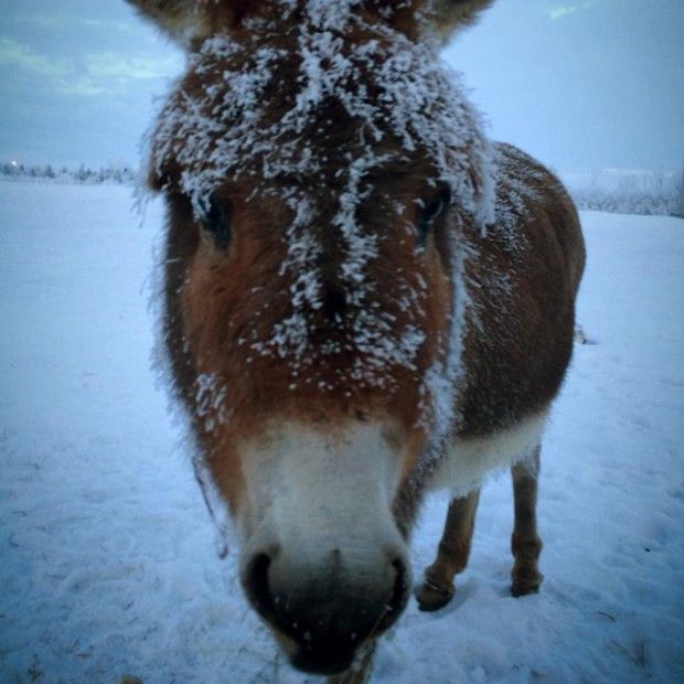HeelsDownMag's tweet image. Winter Grooming Tips, Presented by @WahlAnimal - buff.ly/2hHutjn