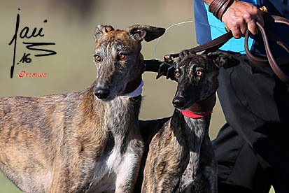 GALERIA DE IMAGENES DE LA FINAL DEL CAMPEONATO DE GALGOS EN CAMPO DEL CLUB DEL GALGO ESPAÑOL
galgoes.com/finalfotocnge_…