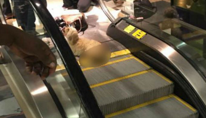 Dog bites owners after getting trapped in airport escalator bit.ly/2i3r1jY https://t.co/lgXKrtPdiA