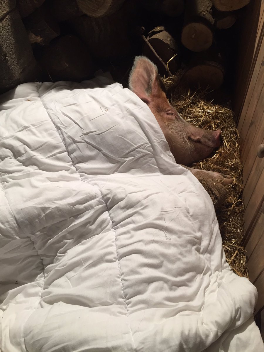 It's bitterly cold out so threw an old duvet over HRH and Parker. Two hours later neither has stirred and they are both snoring softly 😌