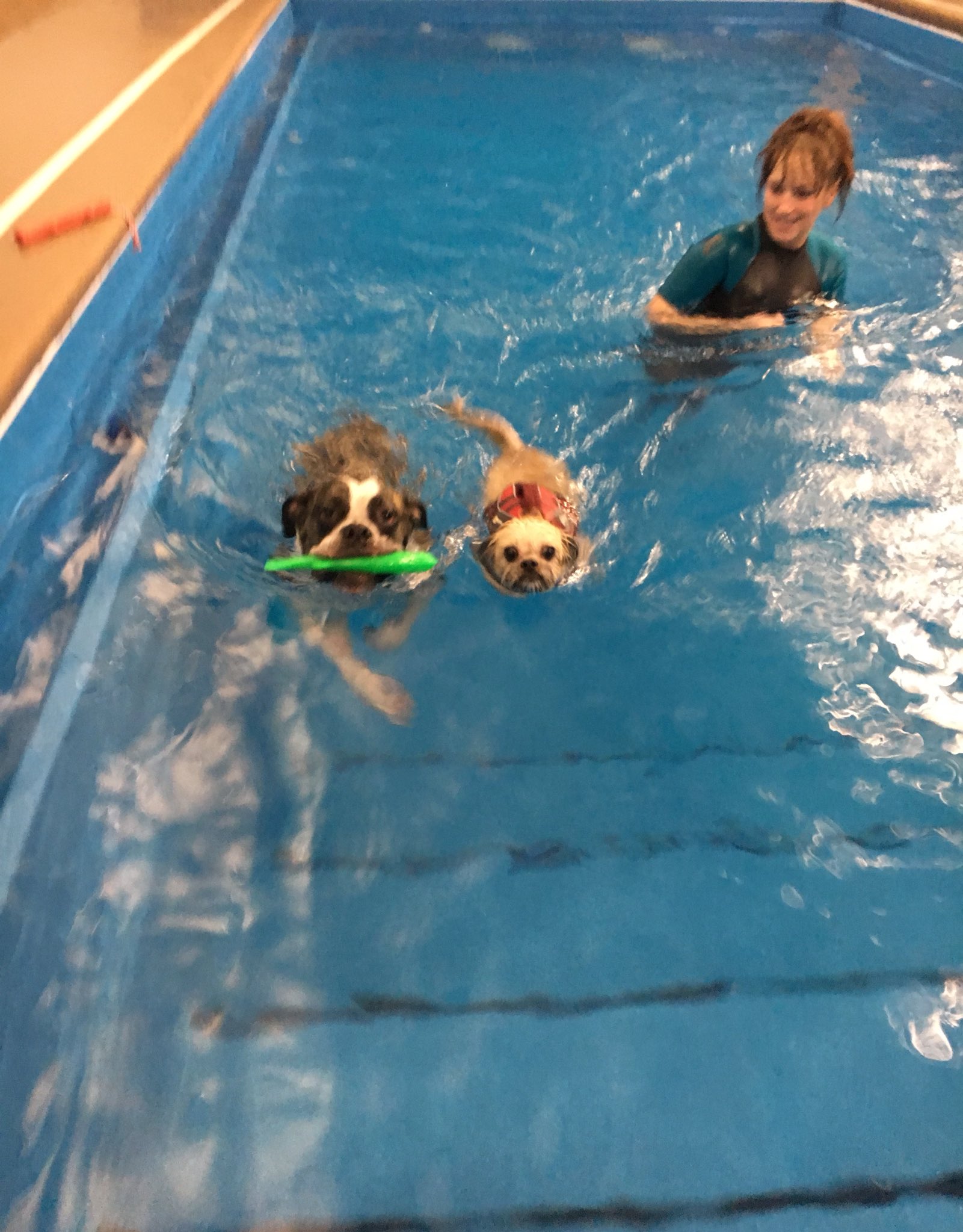 Doggy paddle sales aquatic center