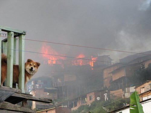 TerapiaConAnima's tweet photo. No olvides evacuar con tus mascotas. #FuerzaValpo https://t.co/UF8NrhQrOX
