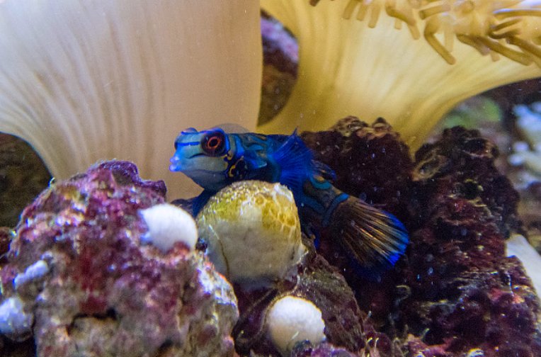GeorgiaAquarium's tweet image. Exquisitely patterned and beautifully colored, the #mandarinfish is a small, scaleless #fish that was designed to impress.