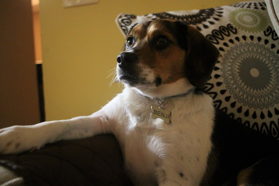 benjithebeagle1's tweet image. Watching TV and the Kitchen simultaneously @melroads #dogsoftwitter