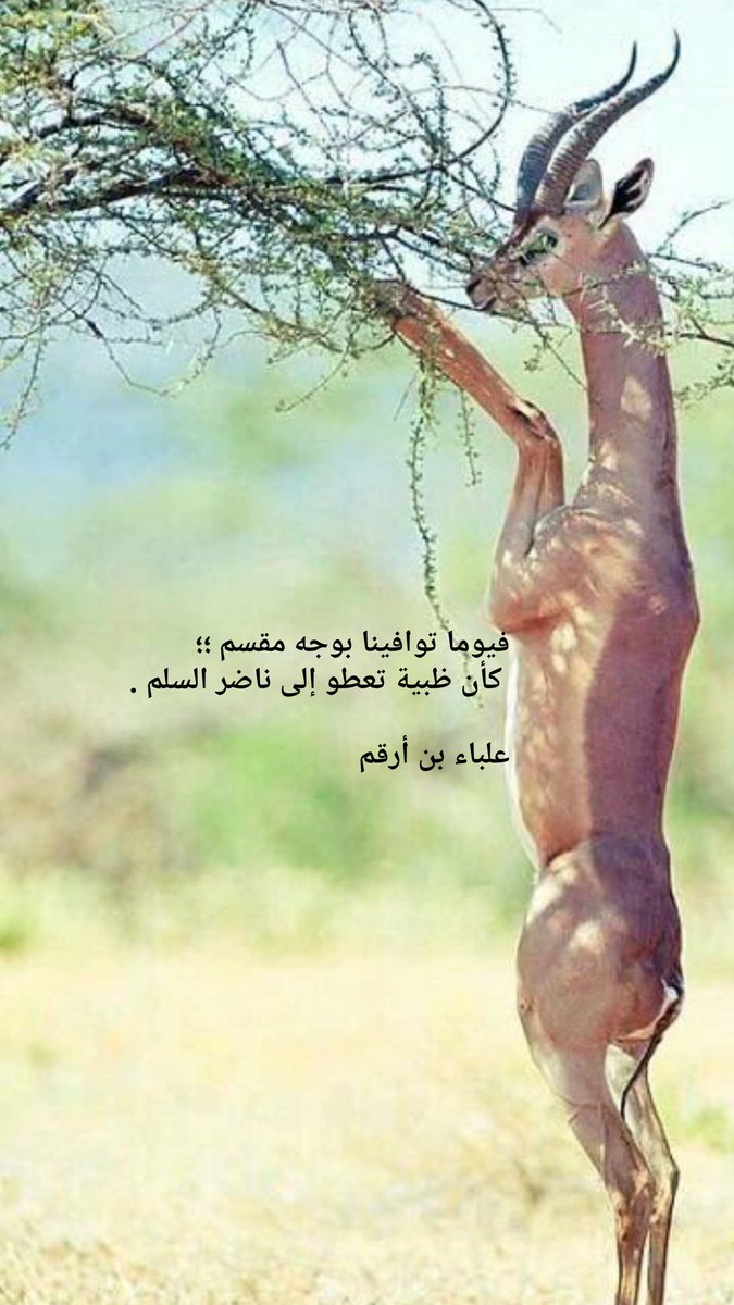 عيد اليحيى On Twitter قال امرؤ القيس متغزلا في محبوبته ويوما توافينا بوجه مقسم كأن ظبية تعطو إلى وارق السلم تعطو أي تمد عنقها الصورة أكبر شرح لهذا البيت Https T Co Oc9ltanlan