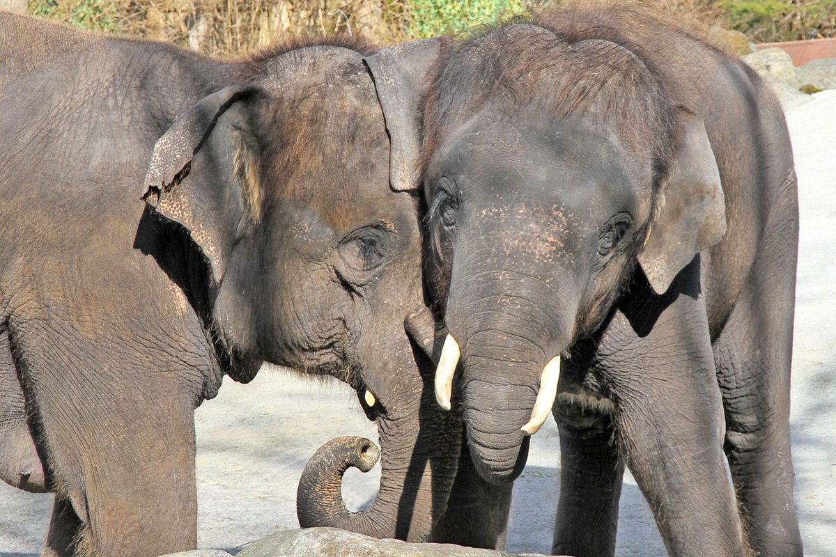 アフリカゾウの鼻のプラスティネーション標本 No.2 即納☆ アフリカゾウの鼻のプラスティネーション標本