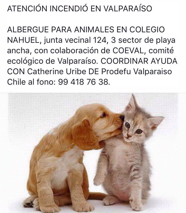 nocazadeperros's tweet photo. @patrmarsh @GrupoWurtlitzer @radio_festival @RadioPortales @NoticieroAnimal @AnimalParaiso @PerrosPlazaHuem @RedValparaiso @botaspuesta https://t.co/2Z41Dgb428