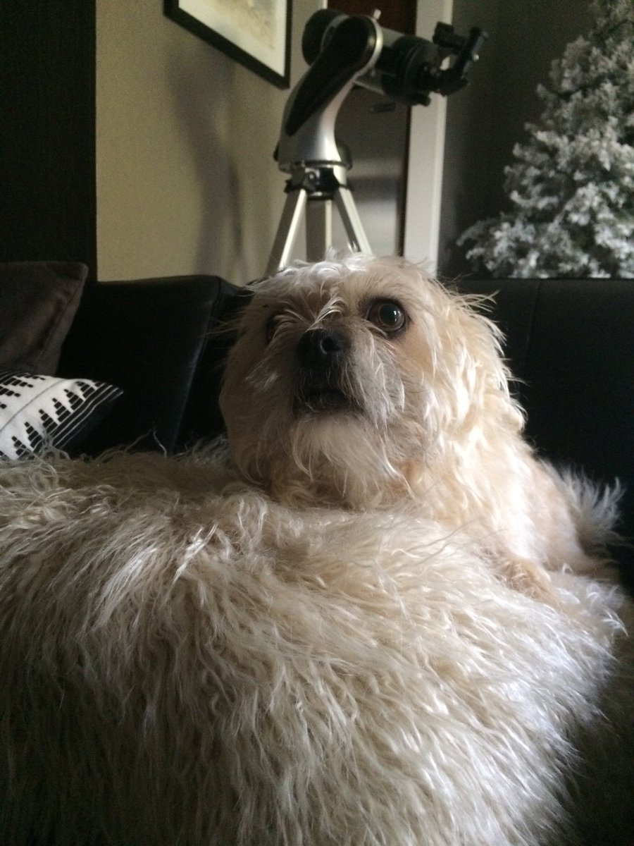GizmoIsSleepy's tweet photo. This pillow...LOOKS LIKE ME! 😱 https://t.co/zYWrmP3T1D
