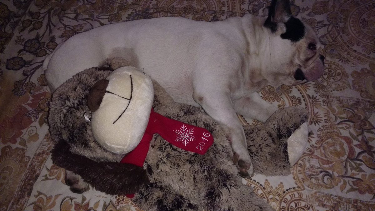 thedanigration's tweet photo. Ninight,  BFFs. Me and Max are way too tired
Luv y'all
Bruce https://t.co/pM95rKACBZ