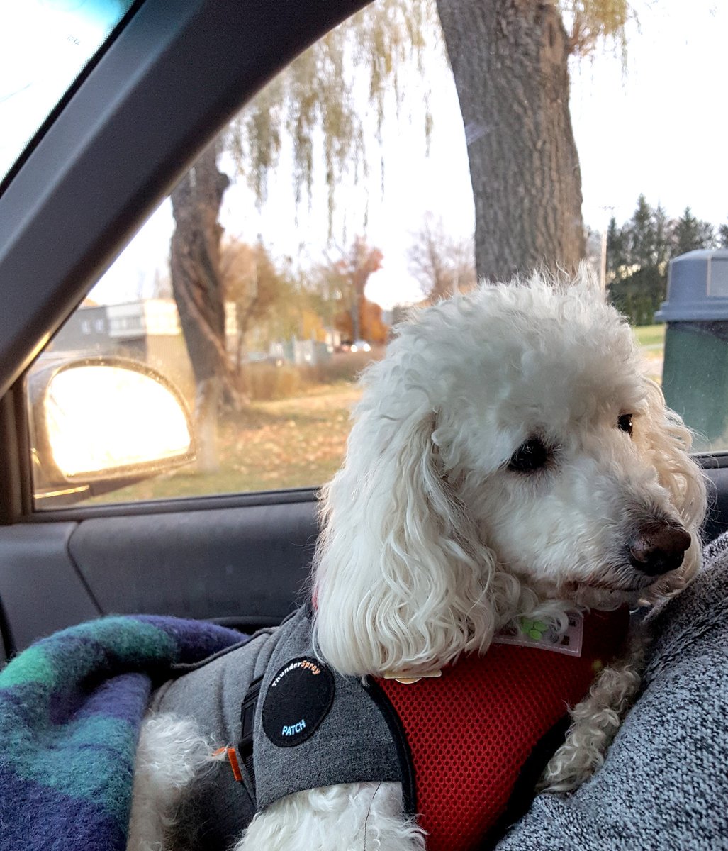 DogsInCarWindow tweet picture