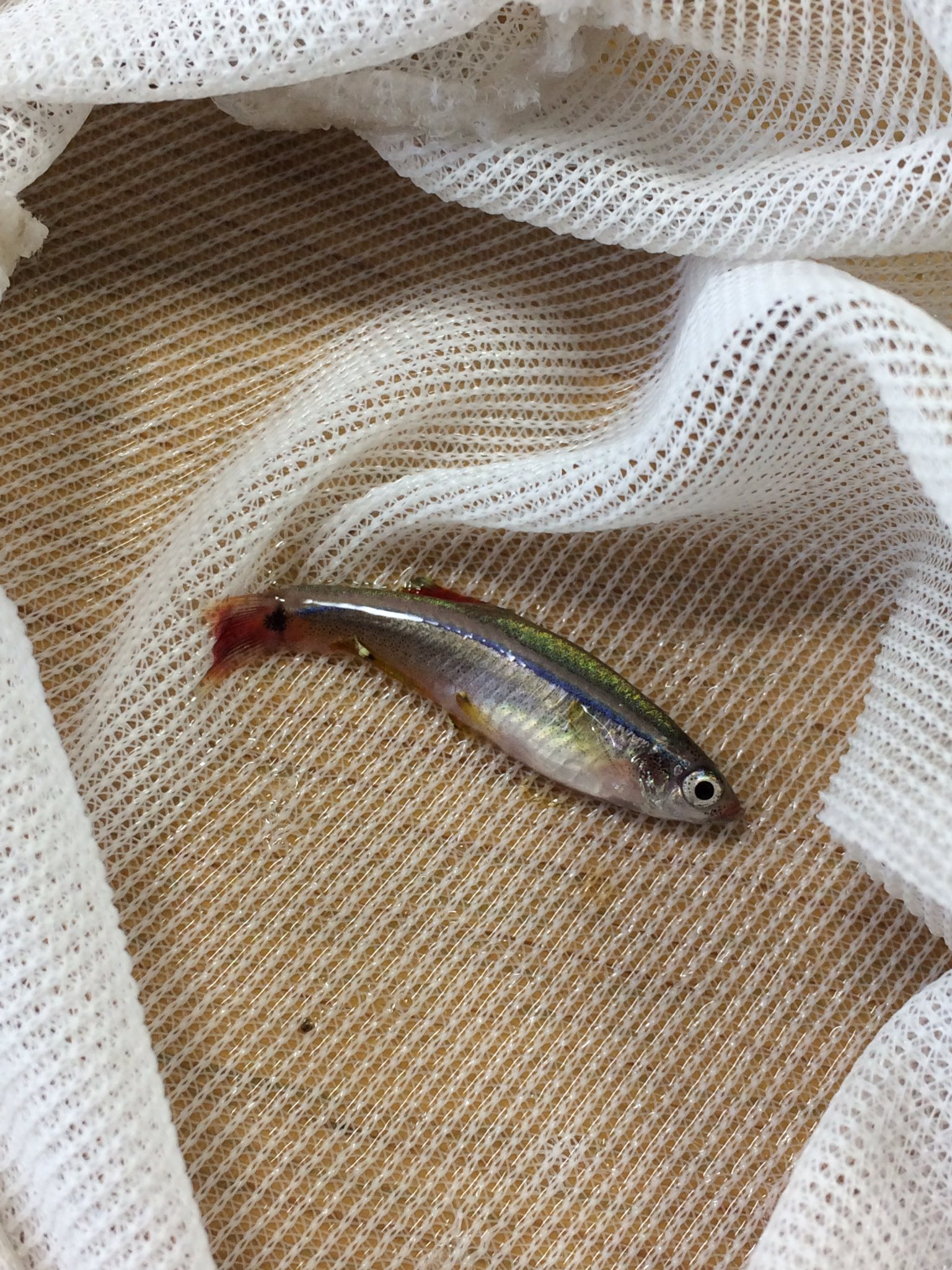 ニゴイスト アカヒレ 1枚目がオスで2枚目がメスかな T Co Q6zcwvbfew Twitter