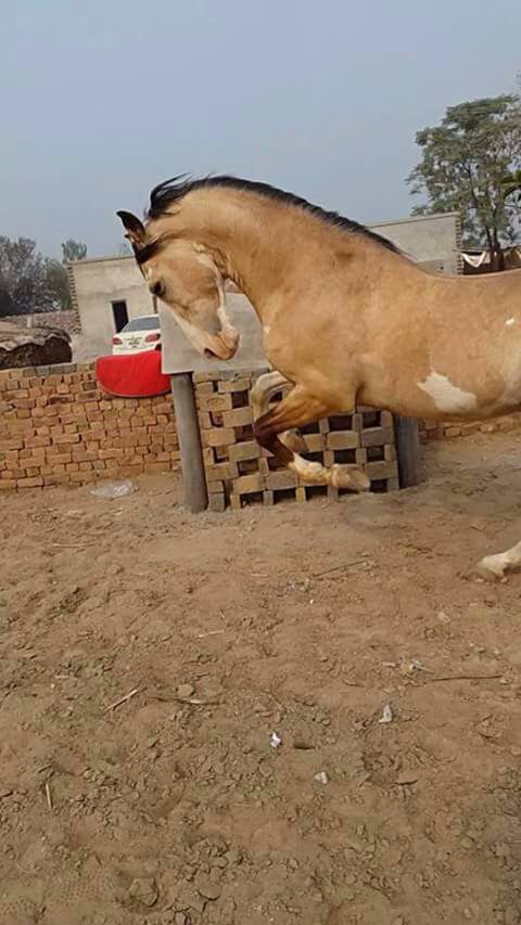 Sodagar king of sehnsa