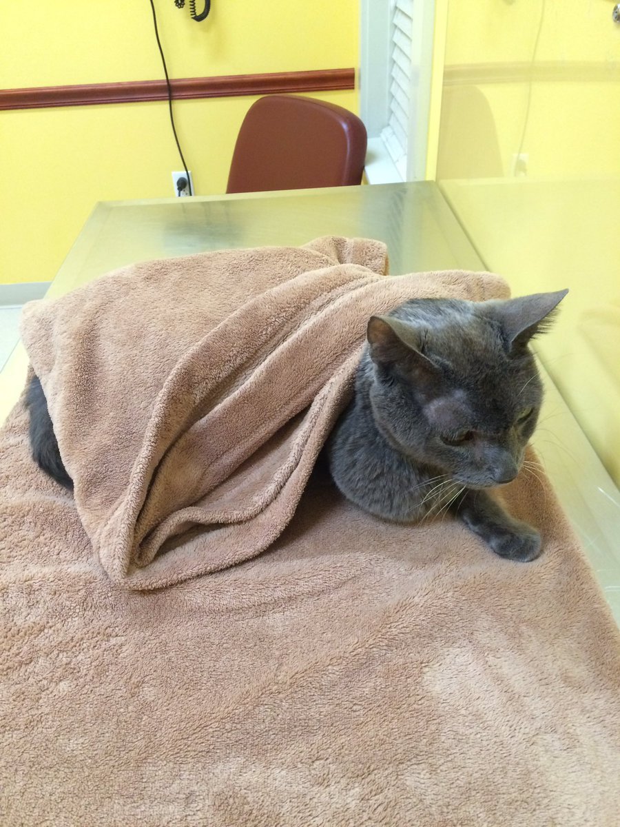 ToasttheCat1's tweet photo. Goodbye Toast! #goodbyetoast https://t.co/RPOENRvfRj